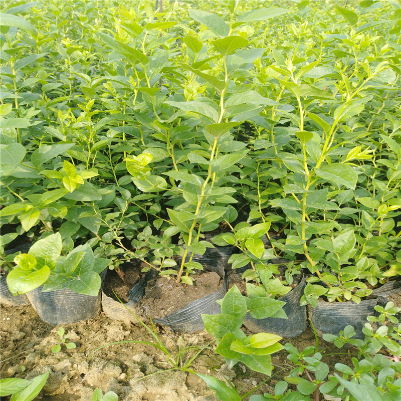 極早熟云雀藍莓苗育苗基地云雀藍莓苗適應土壤