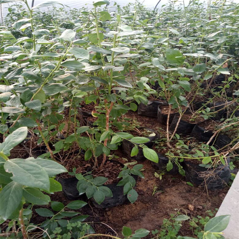 營養缽云雀藍莓苗品種介紹云雀藍莓苗種植要求
