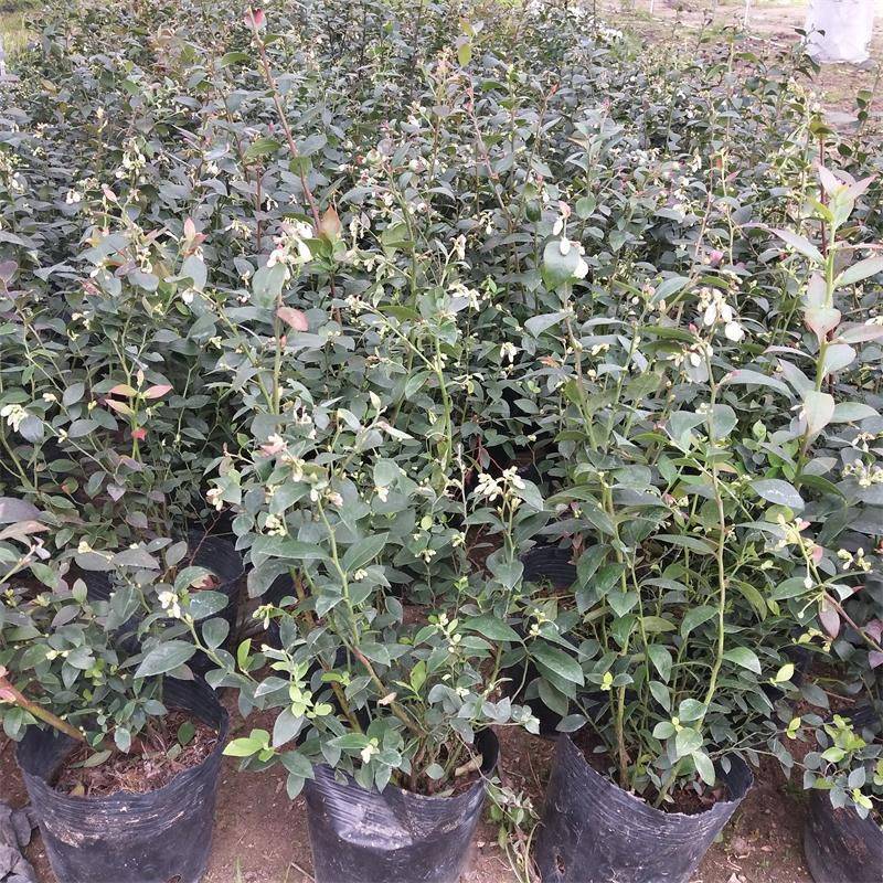 早熟云雀藍(lán)莓苗種植技術(shù)云雀藍(lán)莓苗幾月種植