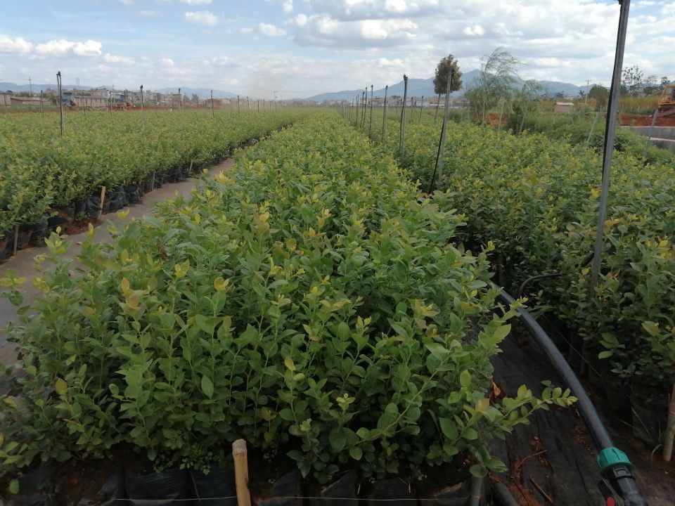 營養缽云雀藍莓苗品種介紹云雀藍莓苗種植要求