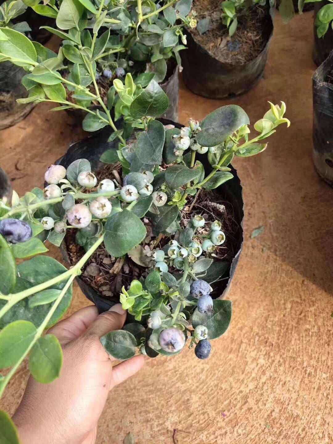 營養缽云雀藍莓苗品種介紹云雀藍莓苗種植要求