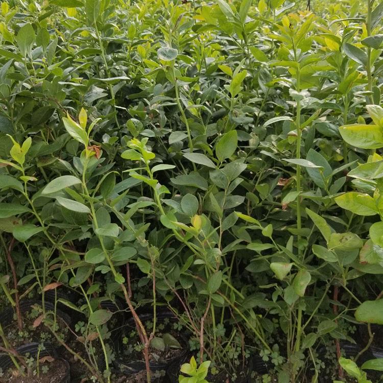 南高叢云雀藍莓苗繁育場云雀藍莓苗幾月修剪