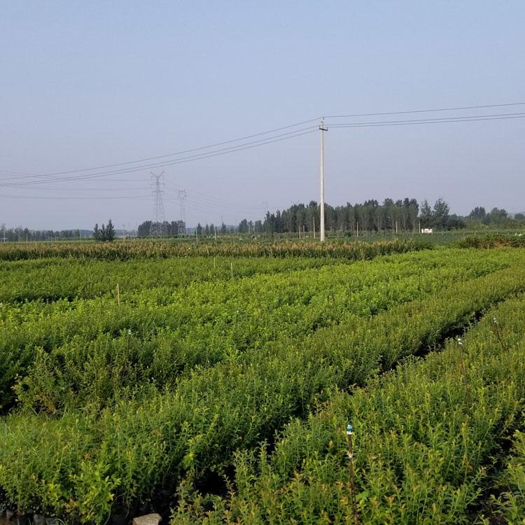 泰安云雀藍莓苗品種介紹云雀藍莓苗根系發(fā)達