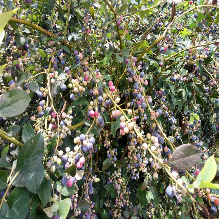 早熟云雀藍莓苗培育基地云雀藍莓苗幾月修剪