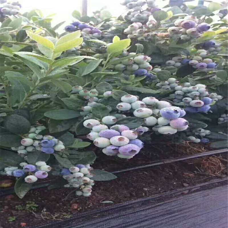 云雀藍莓樹苗培育基地云雀藍莓苗根系發(fā)達