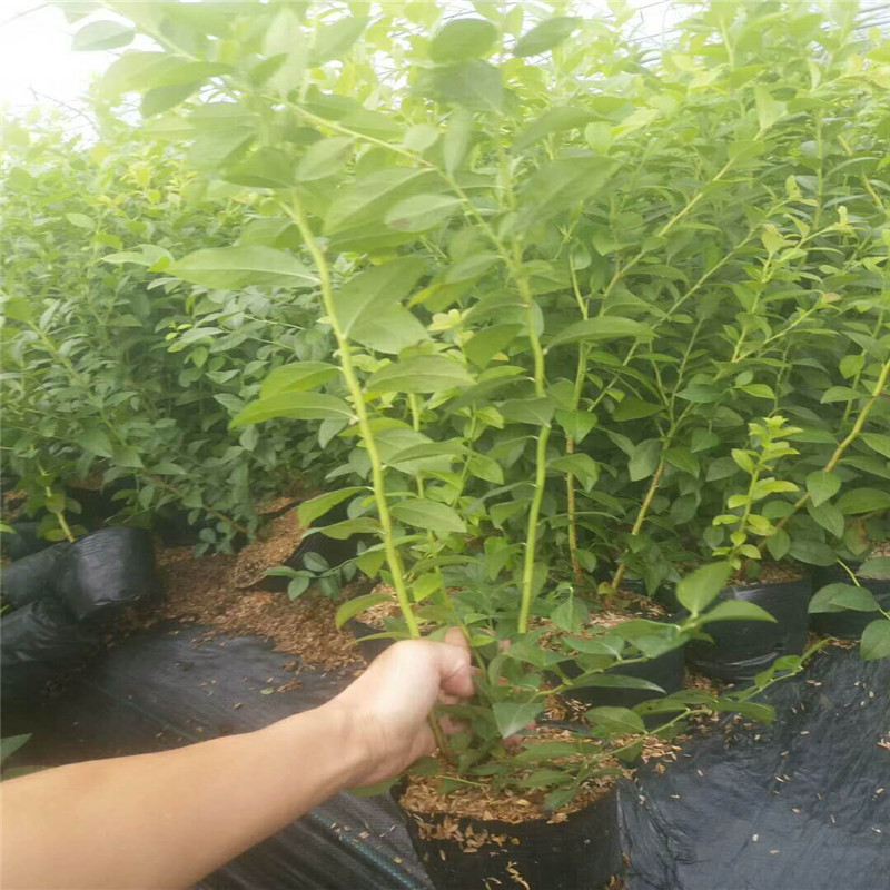 早熟云雀藍莓苗培育基地云雀藍莓苗幾月修剪