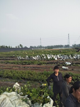 云雀藍莓苗品種介紹云雀藍莓苗苗木粗壯