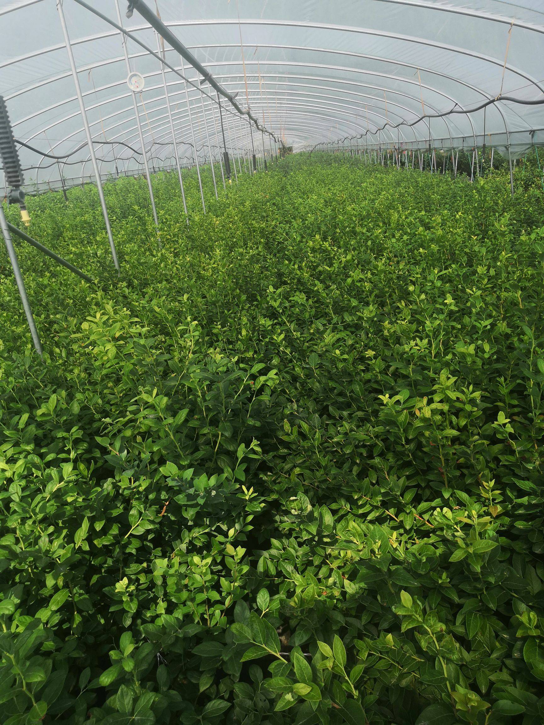 營養缽云雀藍莓苗培育基地云雀藍莓樹苗品種