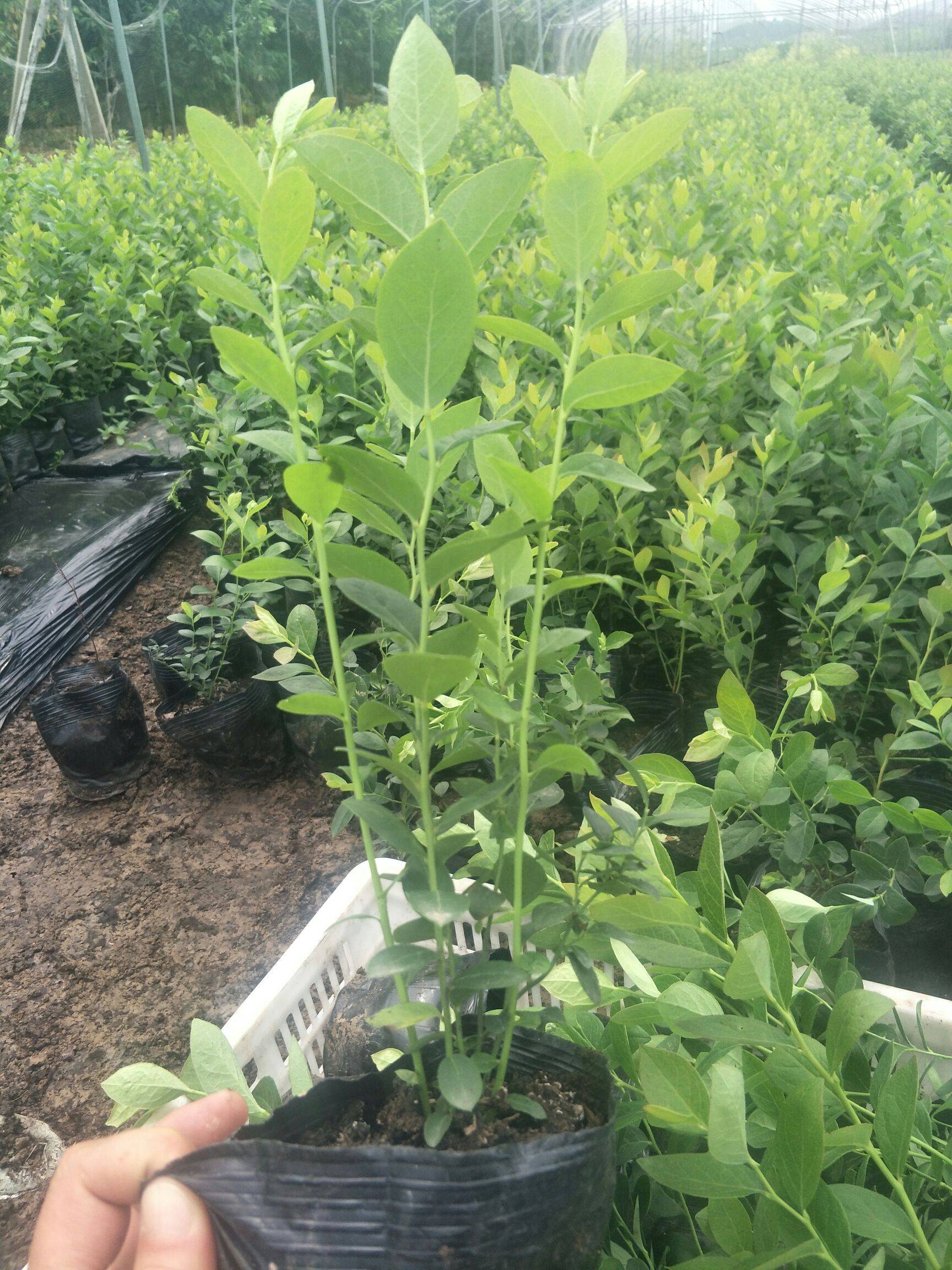 極早熟云雀藍莓苗品種介紹云雀藍莓苗種植要求