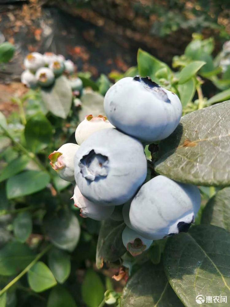 早熟云雀藍莓苗培育基地云雀藍莓苗幾月修剪
