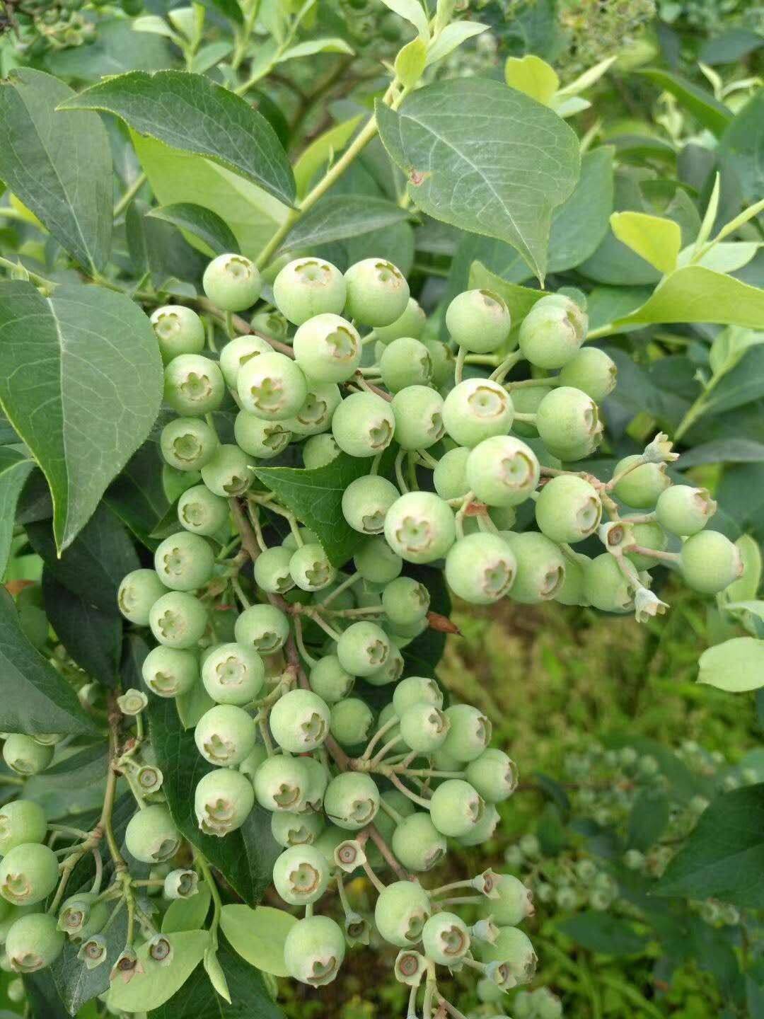 泰安云雀藍莓苗品種介紹云雀藍莓苗根系發(fā)達