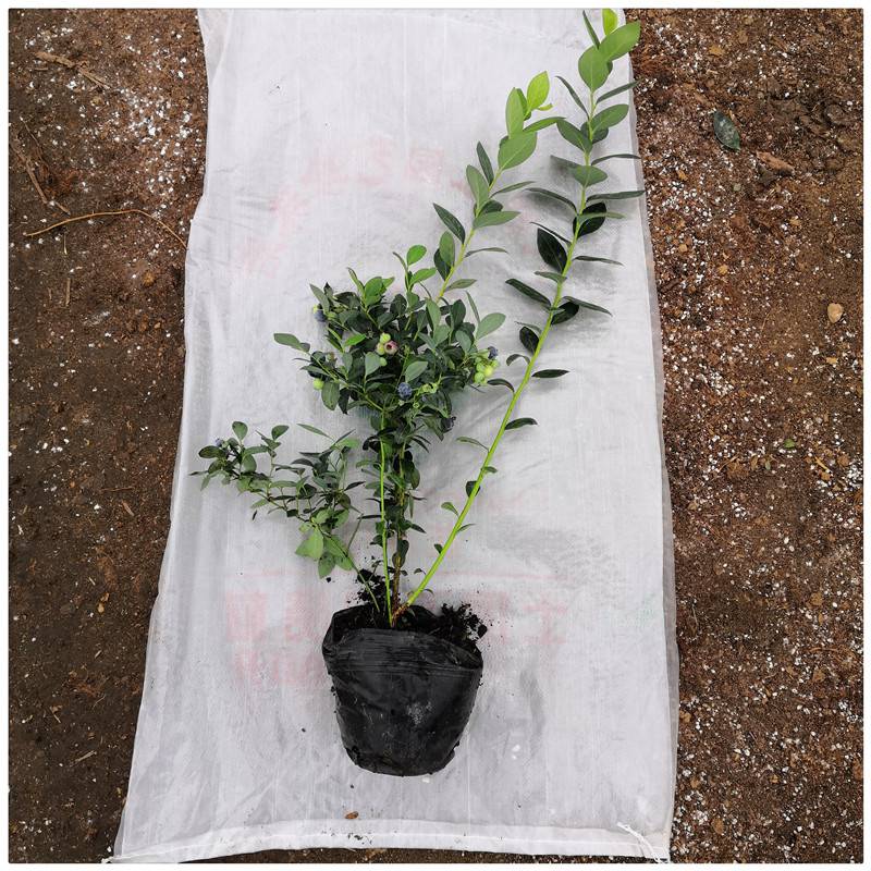 遼寧云雀藍(lán)莓苗大型育苗基地云雀藍(lán)莓苗種植要求