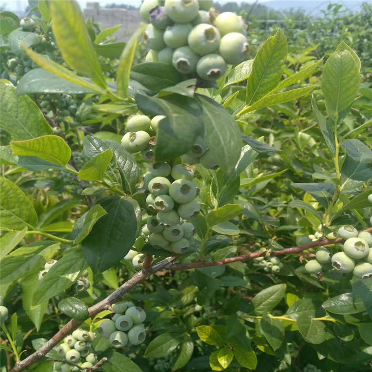 顶架蓝莓苗基地  泰安爱科蓝莓  辽源顶架蓝莓苗