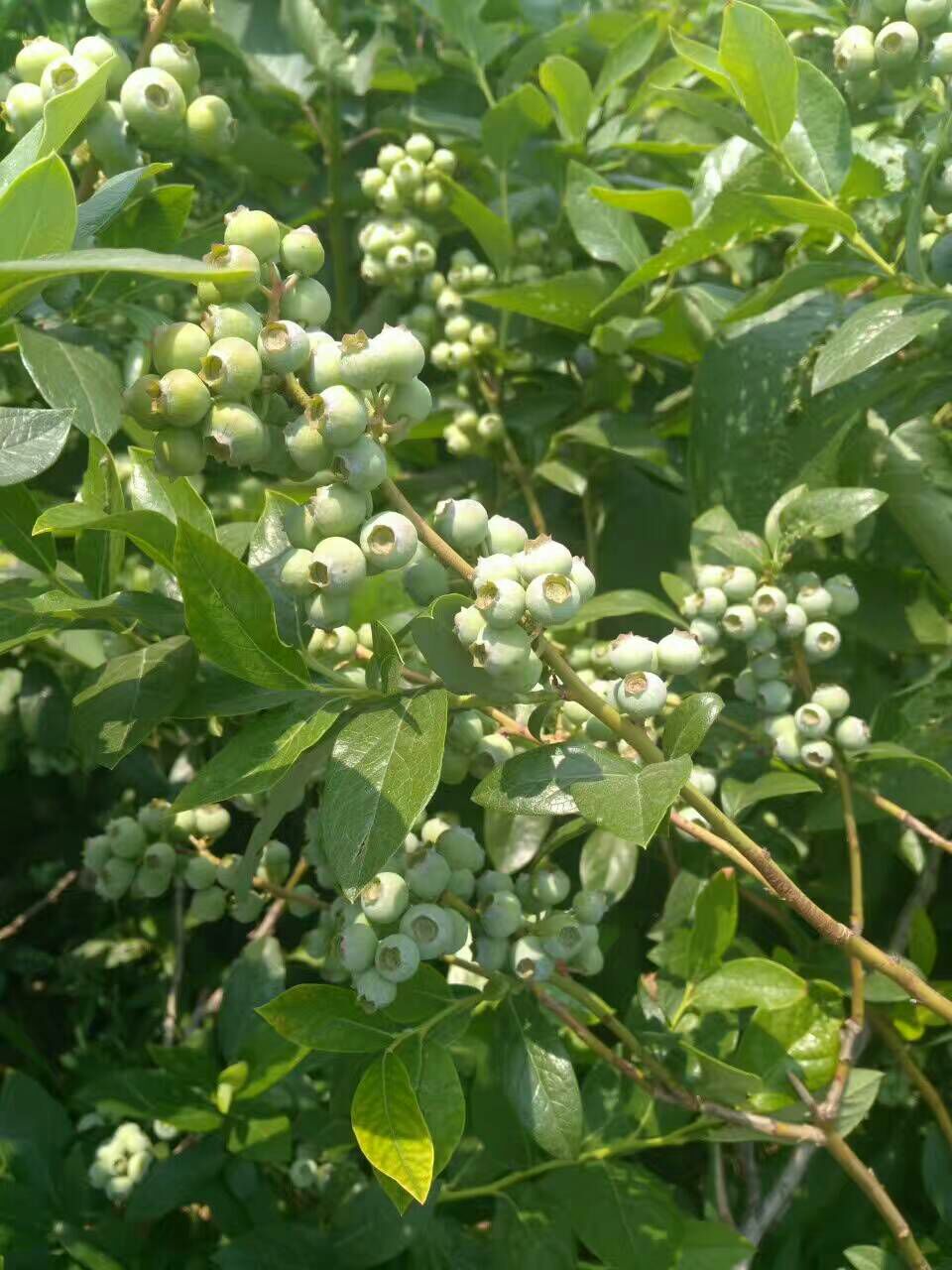 組培云雀藍莓苗大型育苗基地云雀藍莓苗幾月修剪