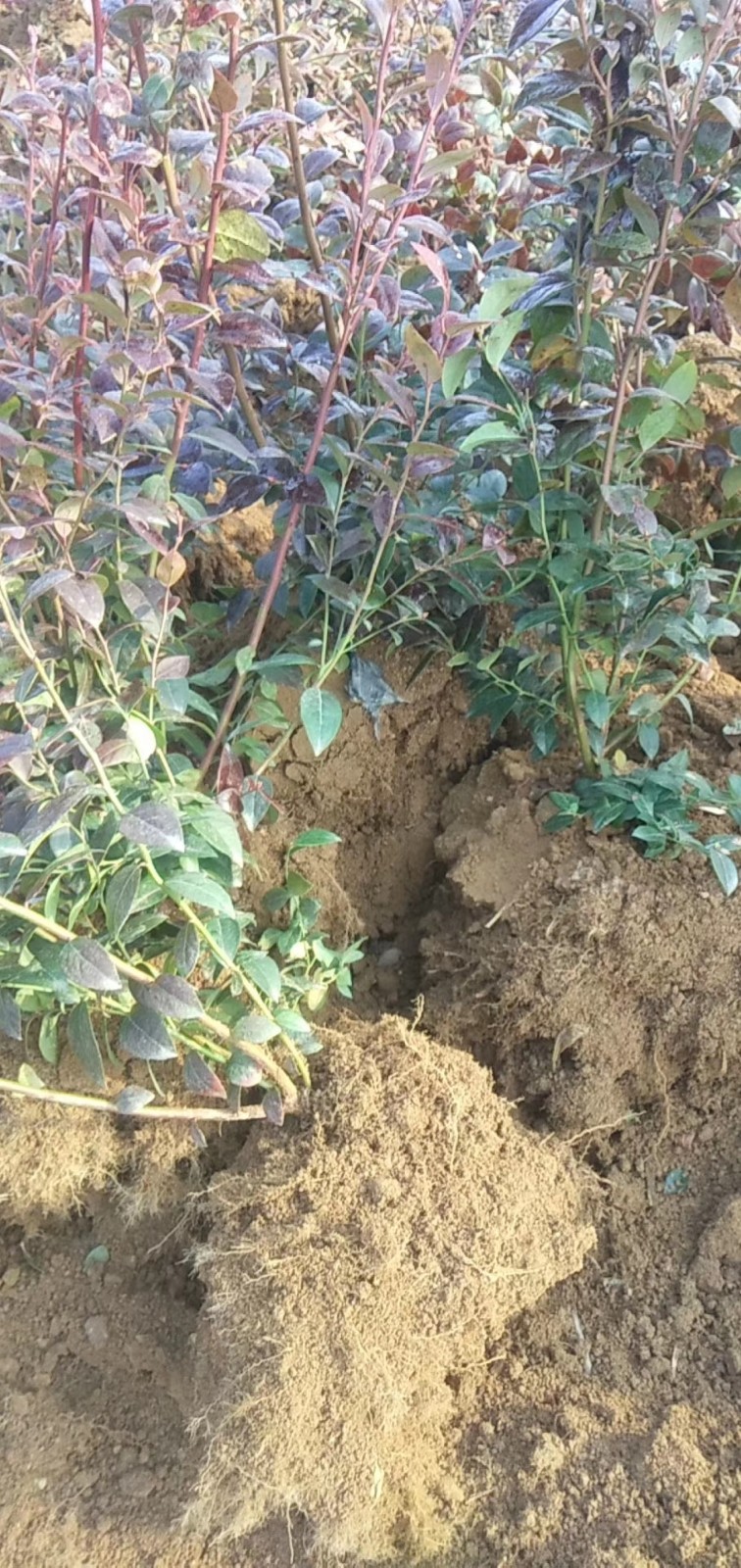 極早熟云雀藍莓苗育苗基地云雀藍莓苗適應土壤