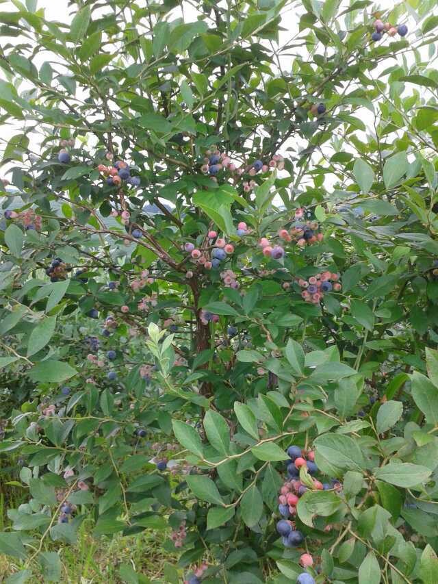 极早熟优瑞卡蓝莓苗批发价格优瑞卡蓝莓树苗适应地区