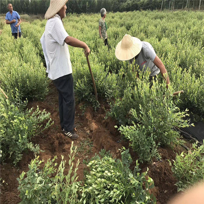 山东优瑞卡蓝莓苗大型育苗基地优瑞卡蓝莓苗死苗免费补发