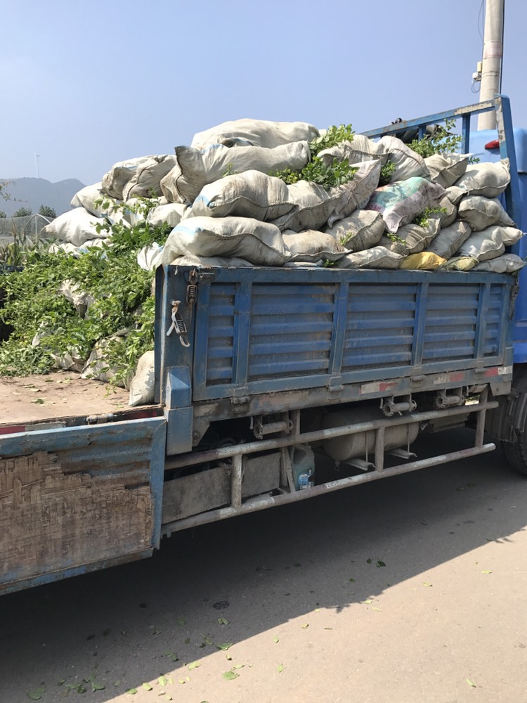 营养杯优瑞卡蓝莓苗大型繁育基地优瑞卡蓝莓树苗品种