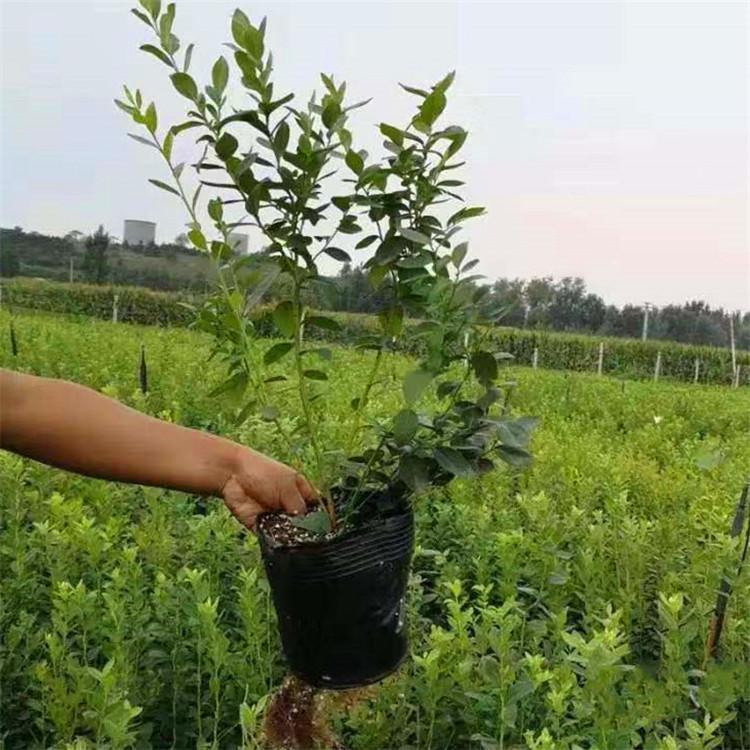 早熟优瑞卡蓝莓苗育苗公司优瑞卡蓝莓苗适应土壤