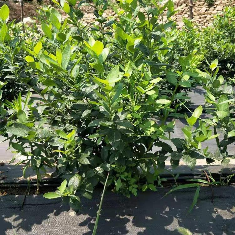營養(yǎng)缽優(yōu)瑞卡藍莓苗育苗公司優(yōu)瑞卡藍莓樹苗適應地區(qū)