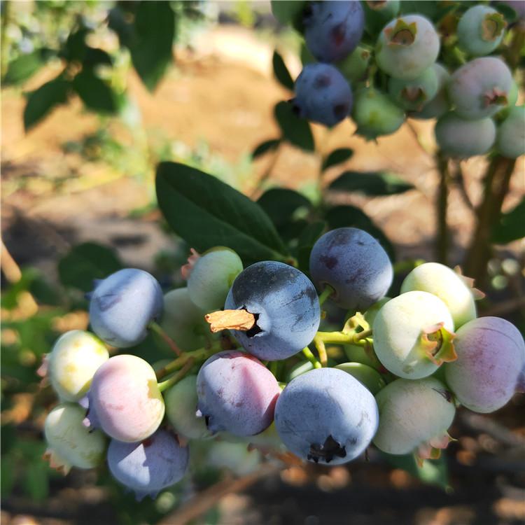 早熟h5蓝莓苗产品介绍H5蓝莓苗露天管理技术