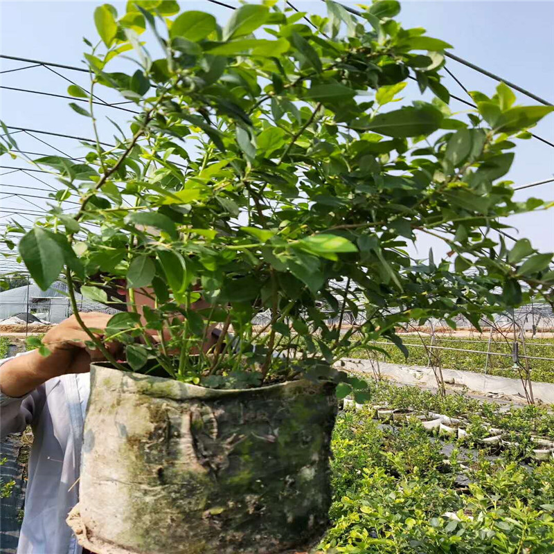 组培h5蓝莓苗图文详情H5蓝莓大棚管理技术