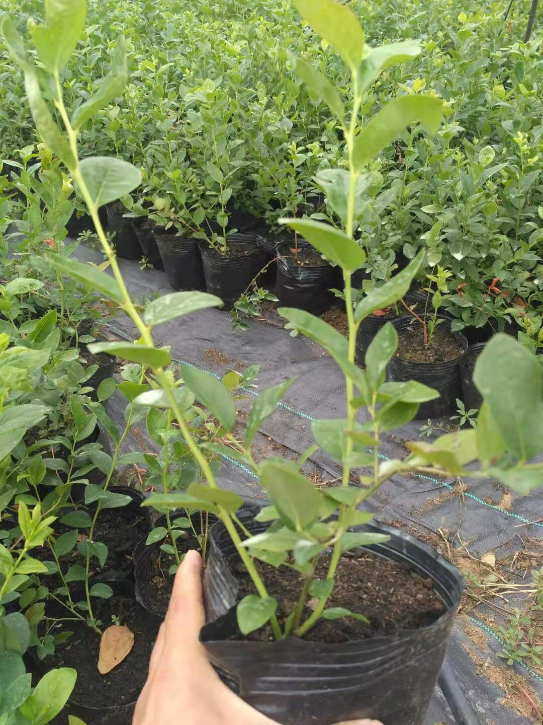 h5蓝莓树苗种植基地H5蓝莓大棚管理技术