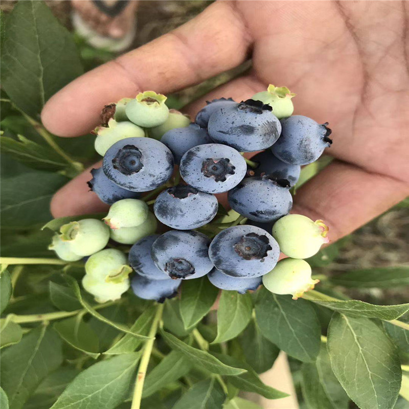 h5蓝莓树苗种植基地H5蓝莓大棚管理技术