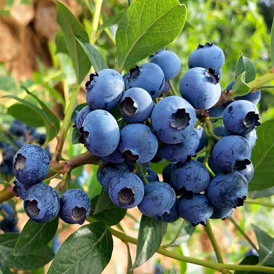 大果型h5蓝莓苗品种介绍h5蓝莓苗几月修剪