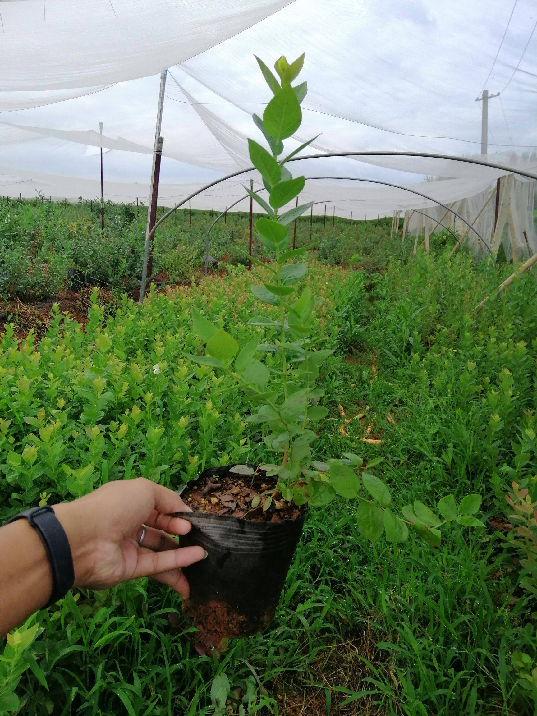 h5蓝莓树苗种植基地H5蓝莓大棚管理技术