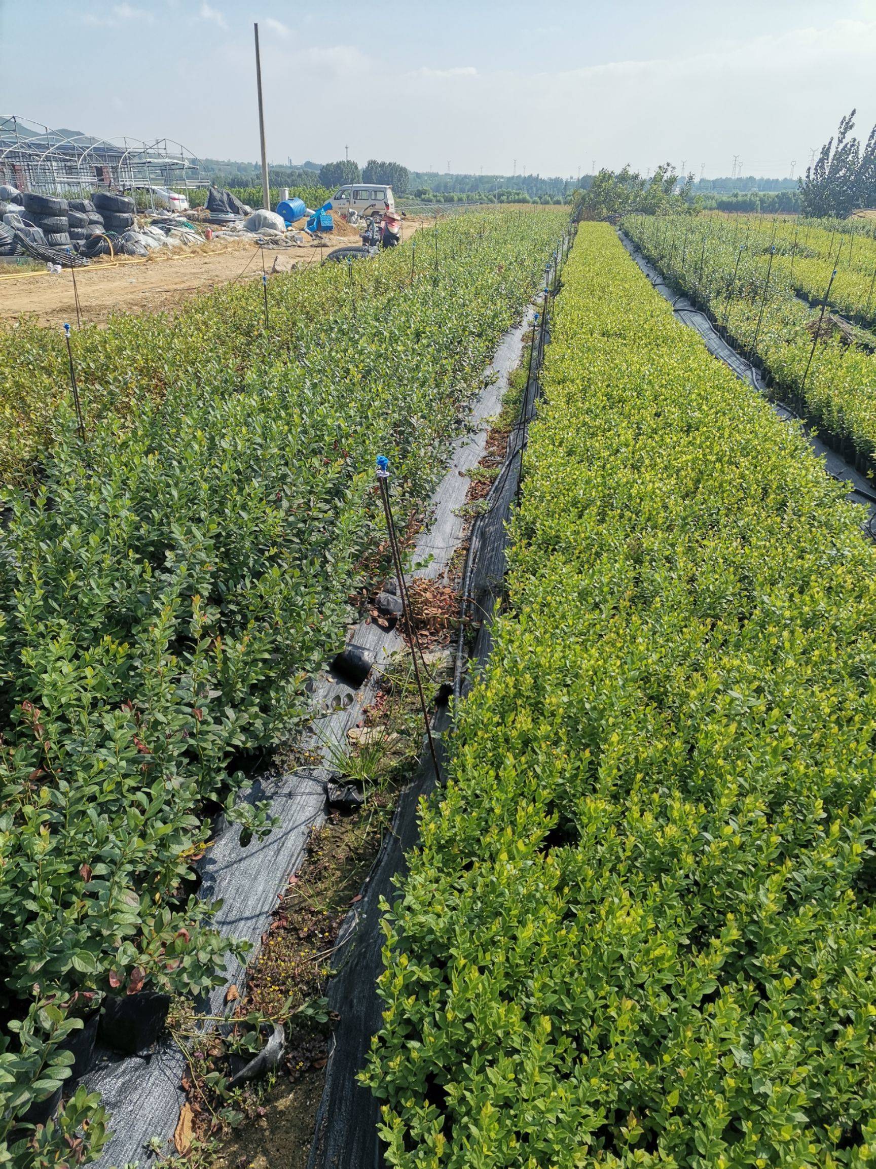 营养钵h5蓝莓苗栽培技术h5蓝莓苗苗木粗壮