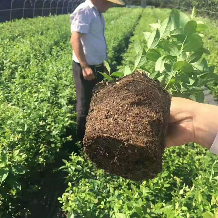 山東藍莓苗栽培技術(shù)藍莓樹苗品種