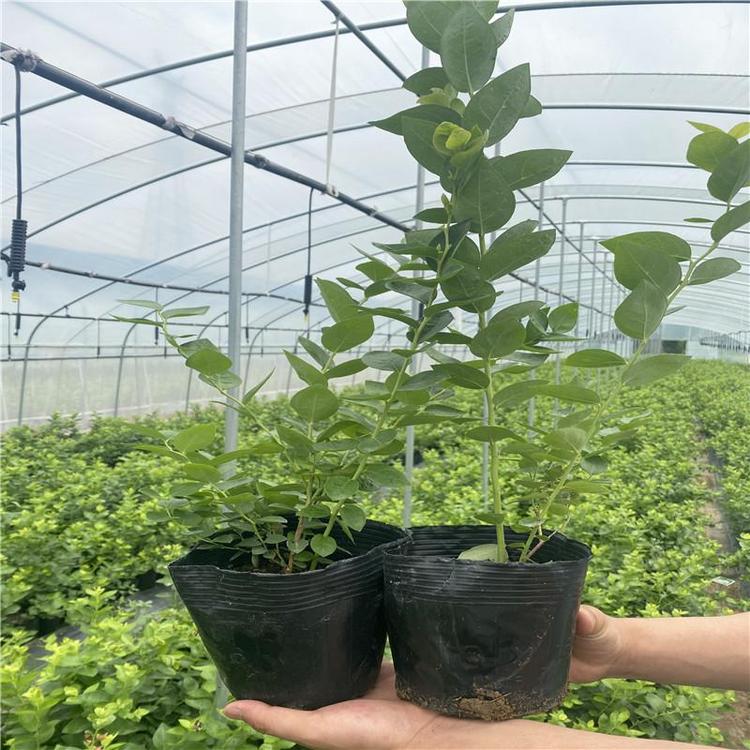 營養(yǎng)缽藍莓苗栽培技術藍莓苗露天管理技術