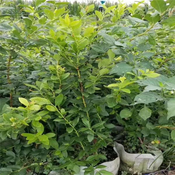 南高叢藍(lán)莓苗種植基地藍(lán)莓樹苗品種
