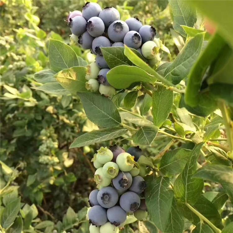 南高丛蓝莓苗栽培技术蓝莓苗根系发达