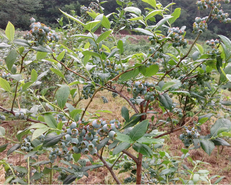 山東藍(lán)莓苗大型繁育基地藍(lán)莓苗修剪培訓(xùn)