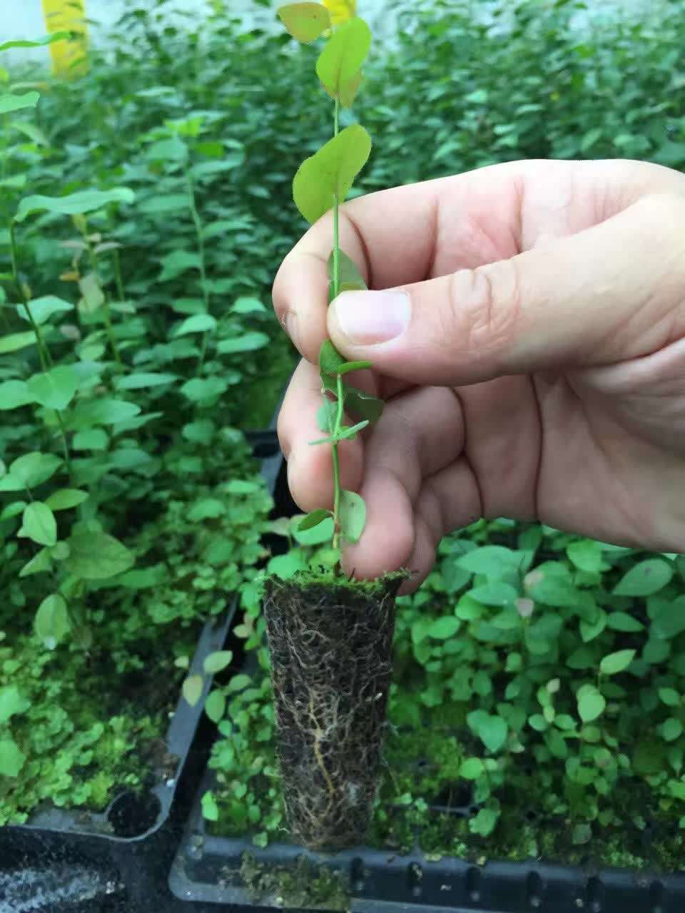 蓝莓苗批发价格蓝莓苗种植距离