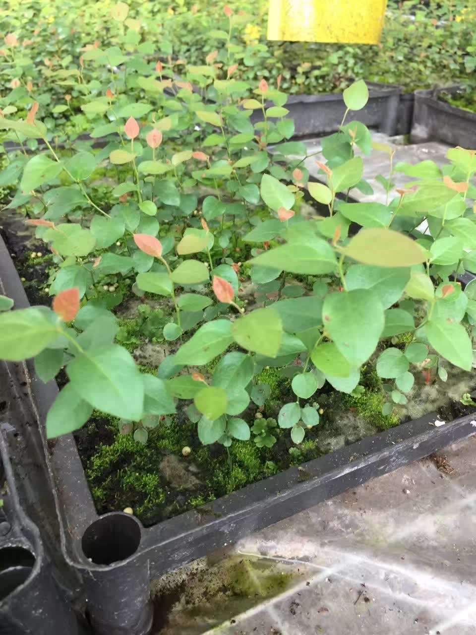 早熟藍(lán)莓苗修剪技術(shù)藍(lán)莓苗種植要求