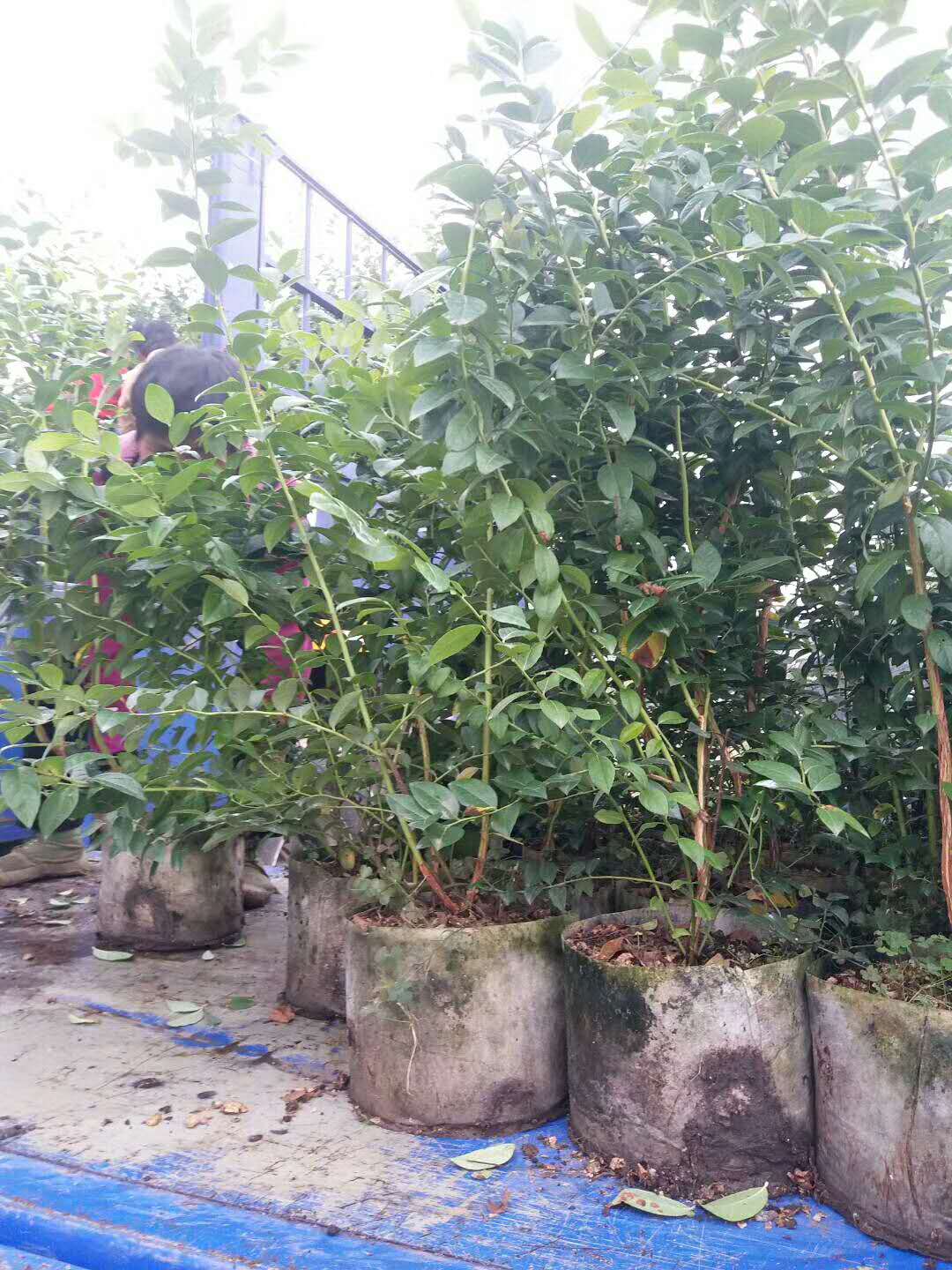 南高叢藍(lán)莓苗品種介紹藍(lán)莓樹苗適應(yīng)地區(qū)