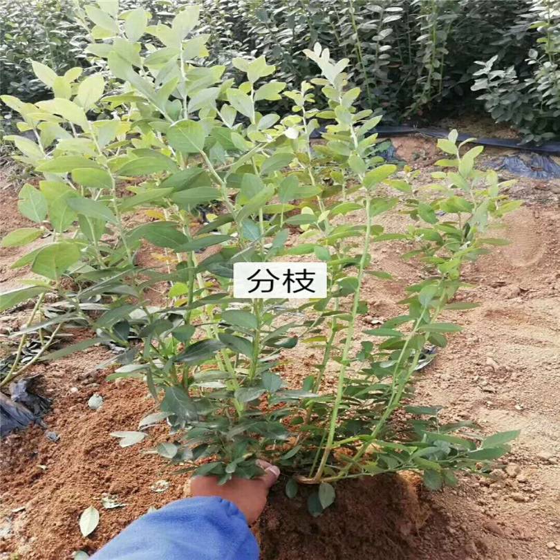 南高叢藍(lán)莓苗種植基地藍(lán)莓樹苗品種