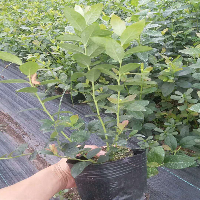 組培藍莓苗繁育場藍莓苗苗木粗壯