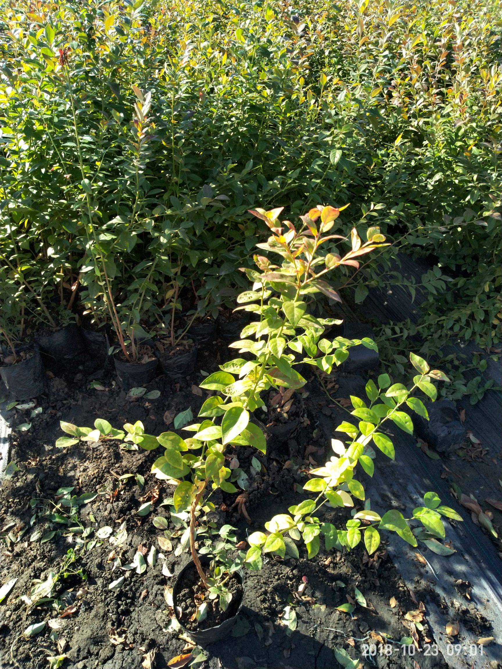 極早熟藍莓苗栽種時間藍莓苗苗木粗壯