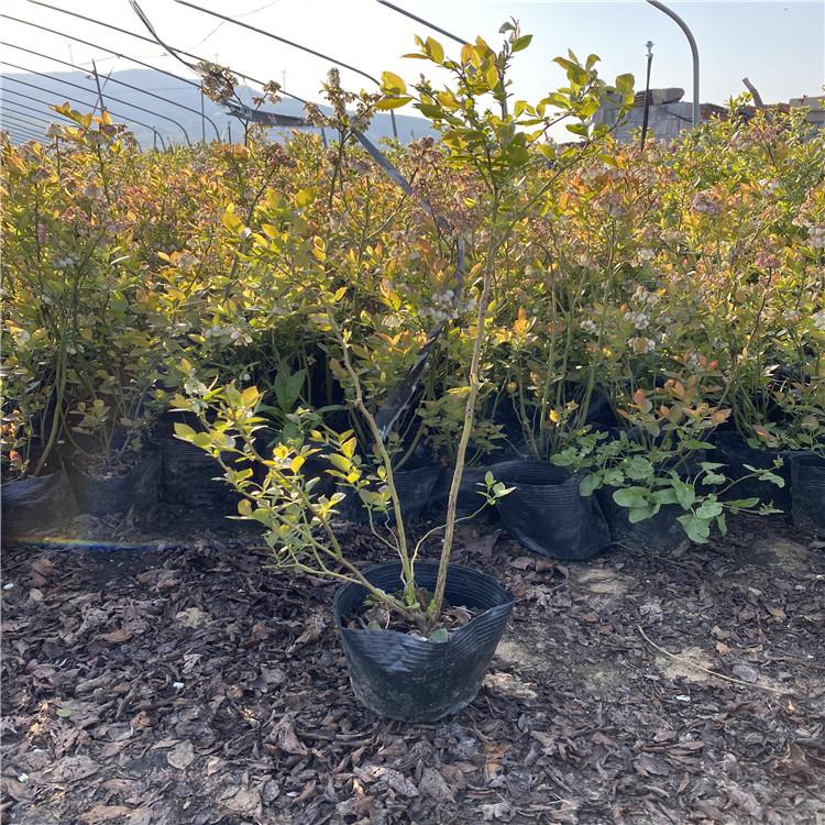 南高叢藍(lán)莓苗種植基地藍(lán)莓樹苗品種