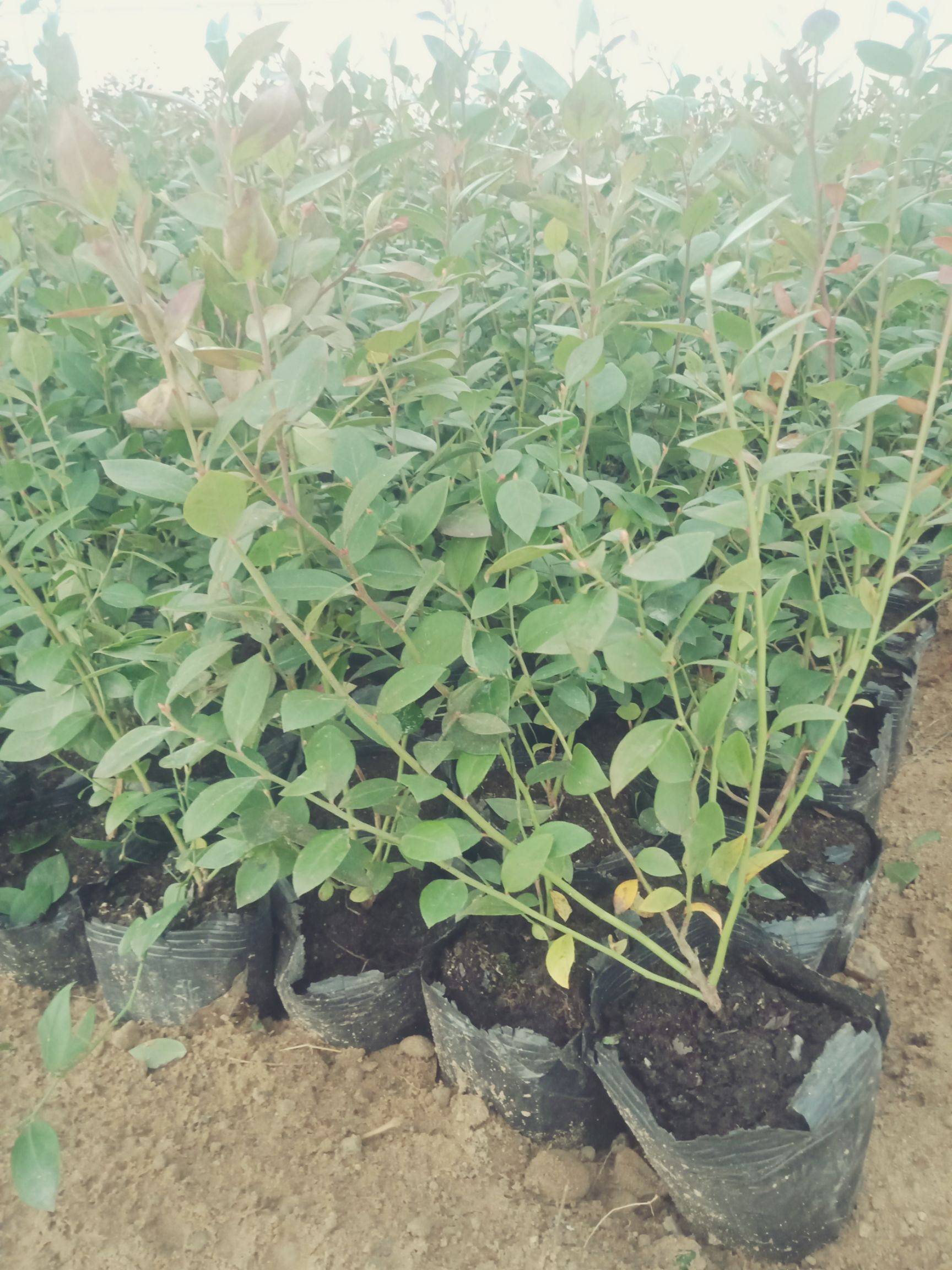 組培藍莓苗繁育場藍莓苗苗木粗壯