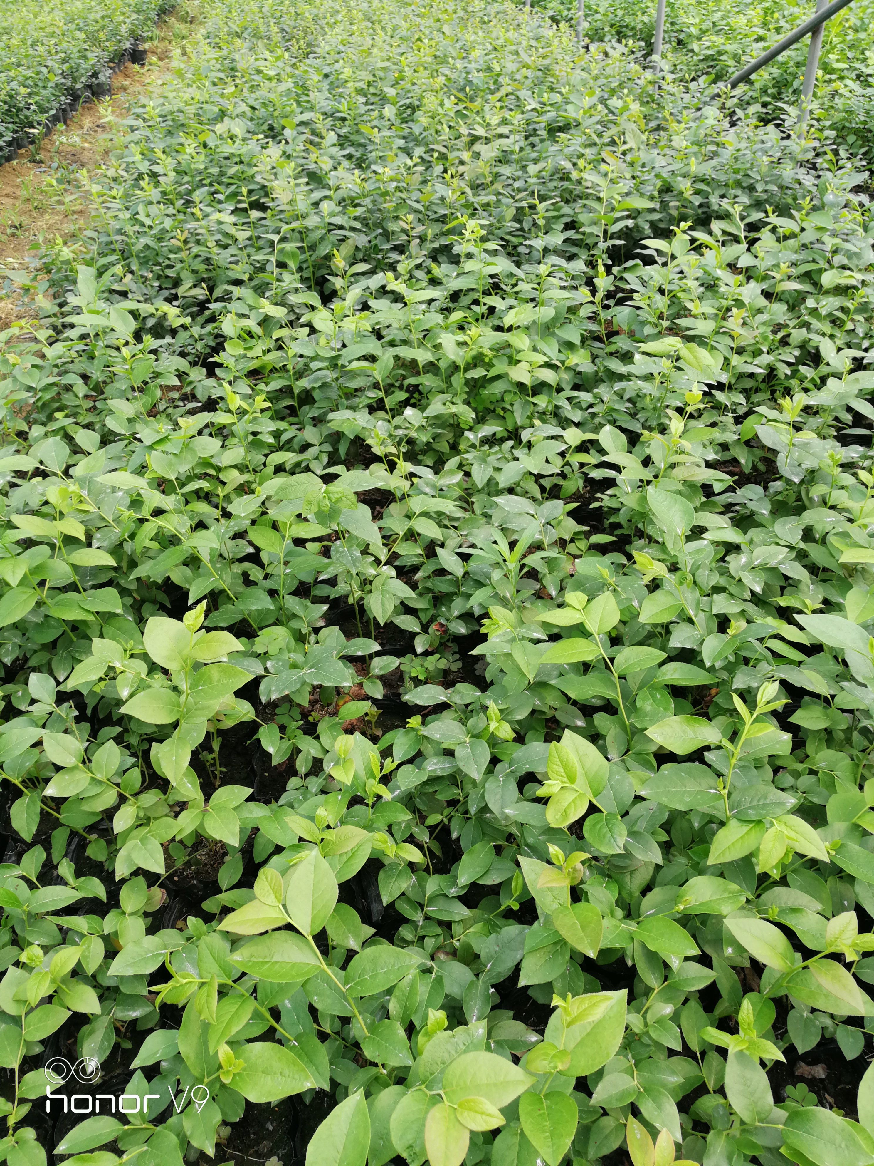 藍(lán)莓樹苗產(chǎn)品介紹藍(lán)莓苗種植距離