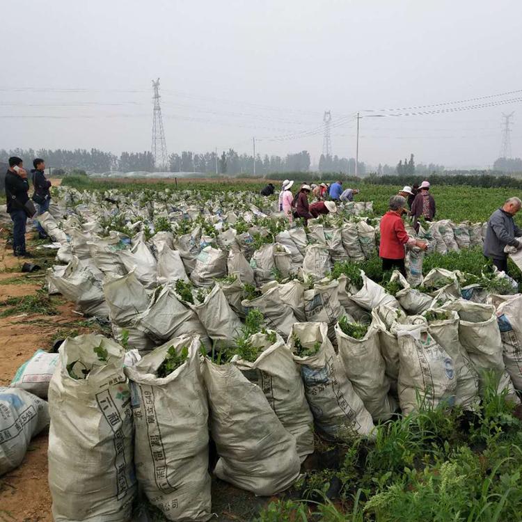 营养杯蓝莓苗大型繁育基地蓝莓苗露天管理技术