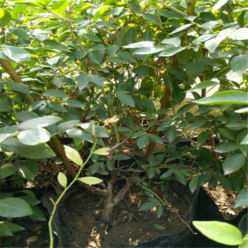 泰安藍(lán)莓苗圖片大全藍(lán)莓苗修剪培訓(xùn)