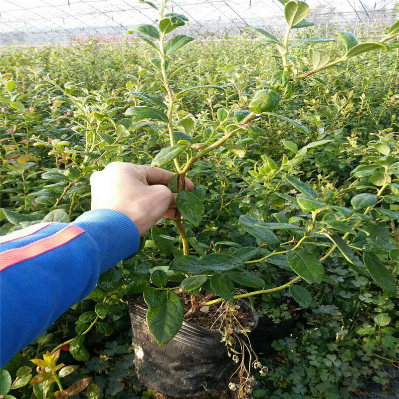 藍(lán)莓樹苗產(chǎn)品介紹藍(lán)莓苗種植距離