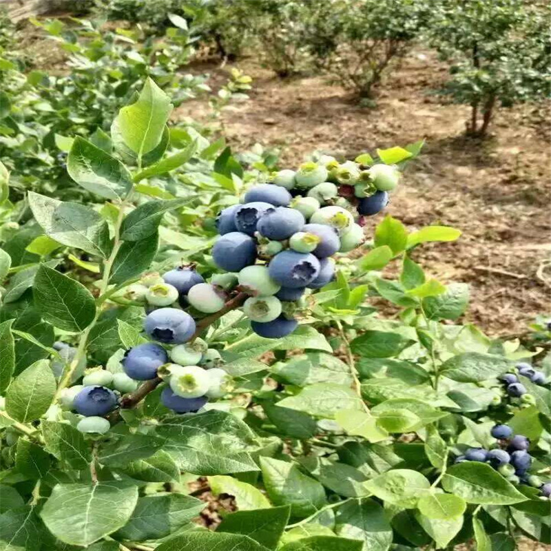 脱毒蓝莓苗种植基地蓝莓苗种植要求