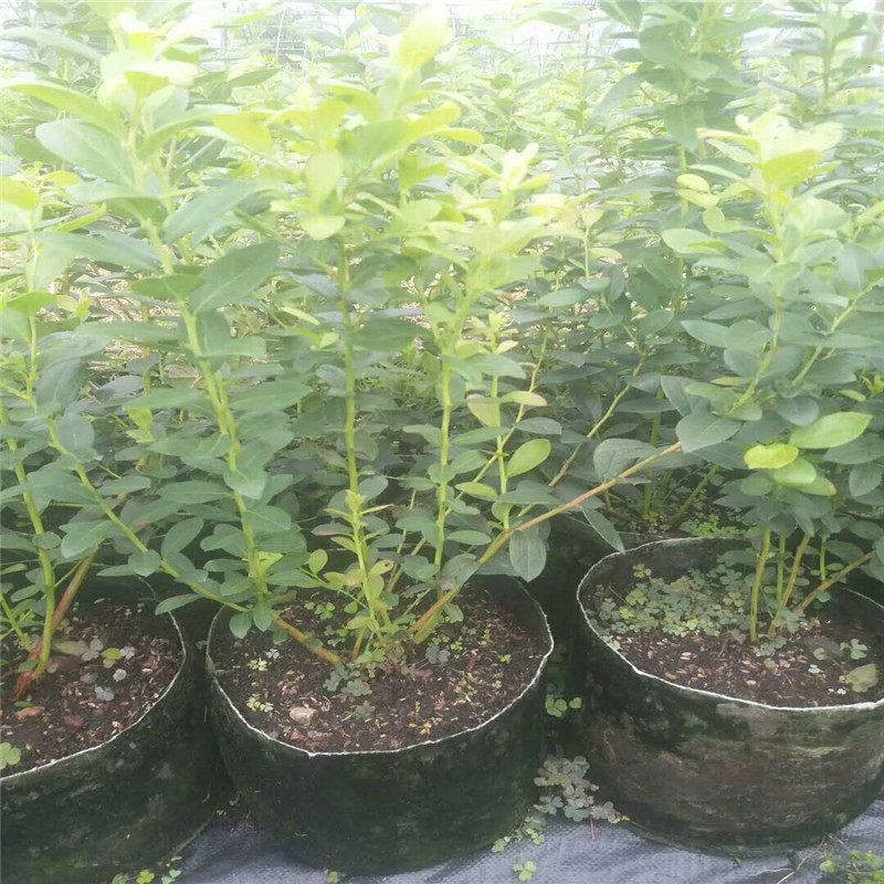 藍(lán)莓樹苗產(chǎn)品介紹藍(lán)莓苗種植距離